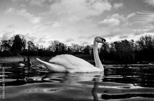Fototapeta Naklejka Na Ścianę i Meble -  Large White British Mute Swan Swans low water level view close up macro photography on lake in Hertfordshire with canadian geese in background
