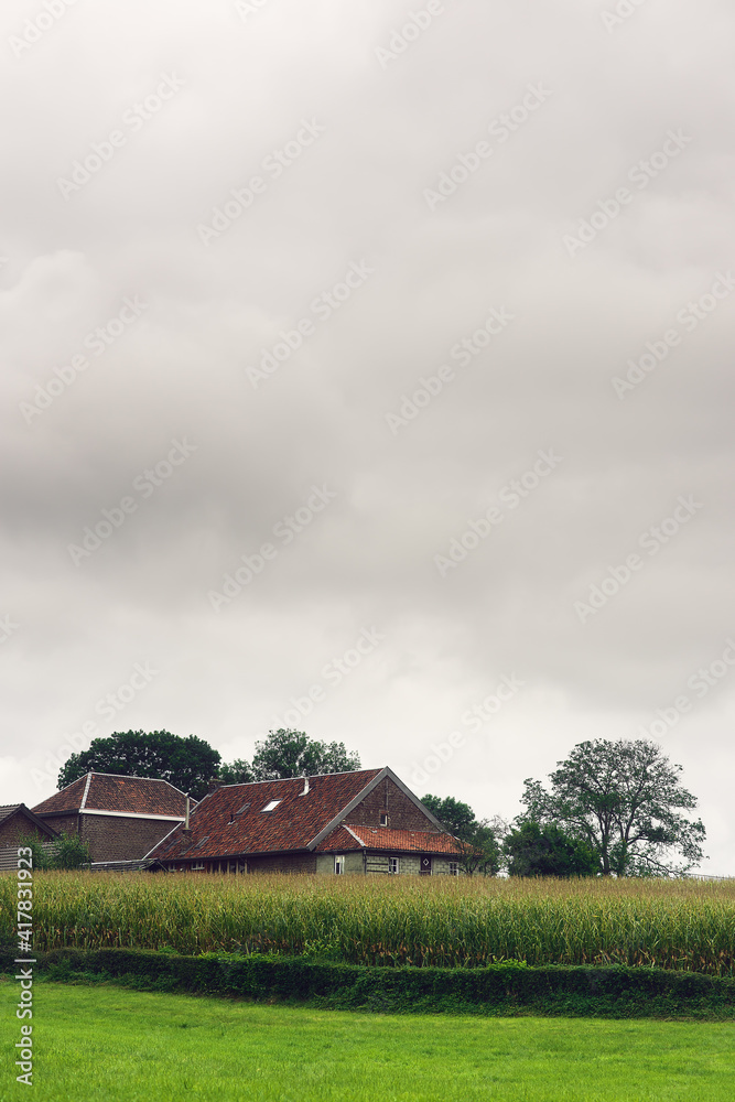 Old dutch farmhouse behind corn field under clouded sky.