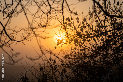 Beautiful orange sunrise shining brightly through tree branches in forest countryside rural scene with twigs and leaves silhouetted by sunset in woods glowing through mist and fog