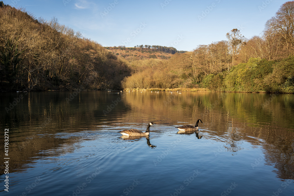 Two Canada geese swimming in a river in Margam country park, Wales, UK Two Canada geese swimming in a river in Margam country park, Wales, UK