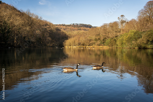 Two Canada geese swimming in a river in Margam country park, Wales, UK