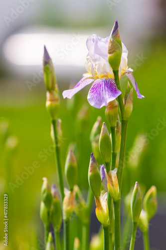 Spring white iris