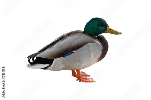 Close up of a mallard drake. Wild duck isolated on a white background