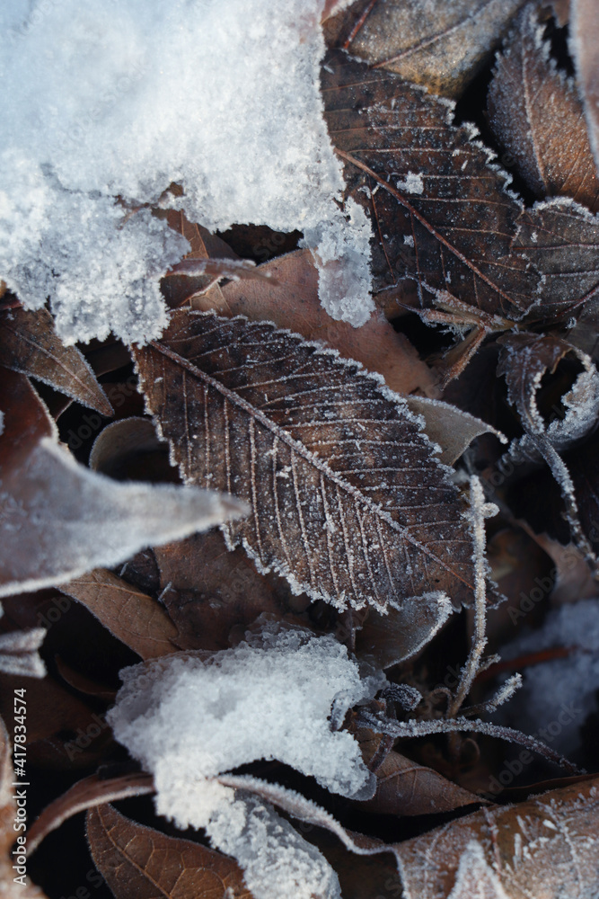 Dry leaves covered with hoarfrost outdoors on winter morning, closeup