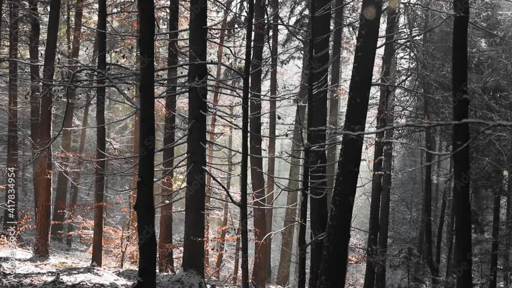 Amazing forest landscape with sunbeams in a foggy day during winter season Amazing forest landscape with sunbeams in a foggy day during winter season