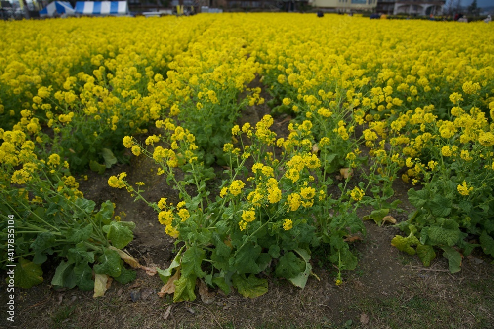 菜の花 菜の花