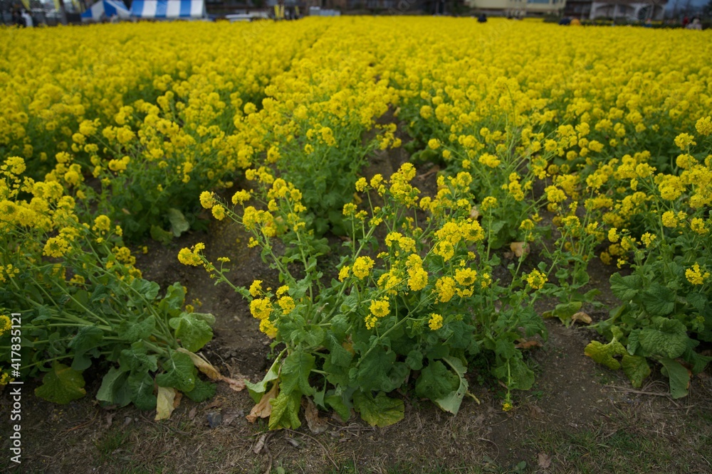菜の花 菜の花