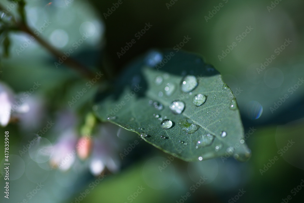 Beautiful green background for web design. Wallpaper. Screen. Nature. Beautiful green background for web design. Wallpaper. Screen. Nature.