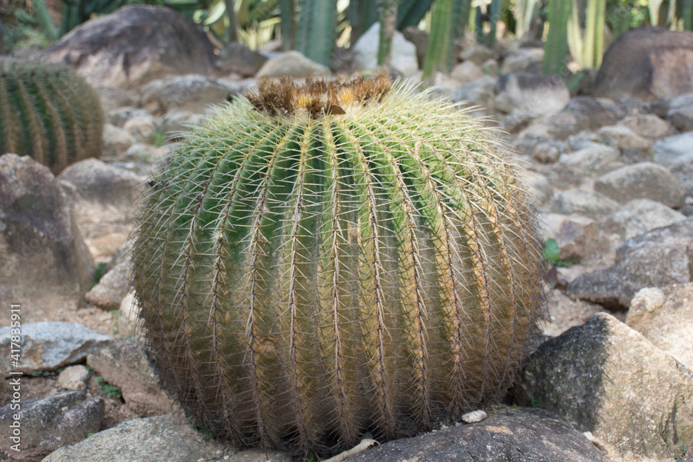 Golden Barrel Cactus Outdoors (Echinocactus grusonii) Golden Barrel Cactus Outdoors (Echinocactus grusonii)