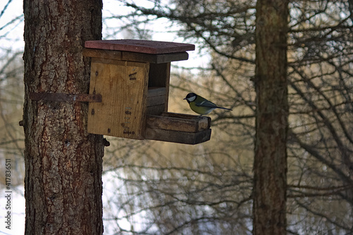 titmouse at the feeder for the birds