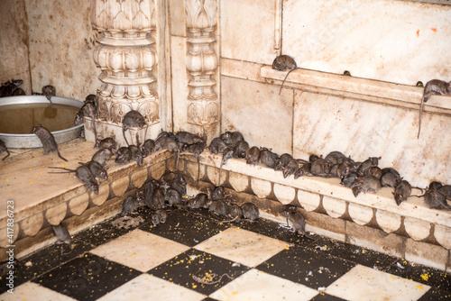  Groups of rats huddle together inside the Karni Mata Temple (Rats Temple) at  Deshnok  near Bikaner  Rajasthan  India.. ..