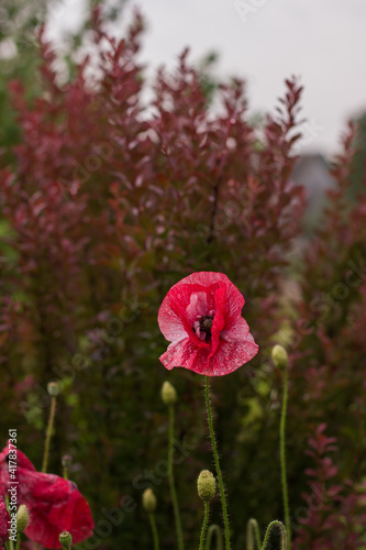 red poppy flower