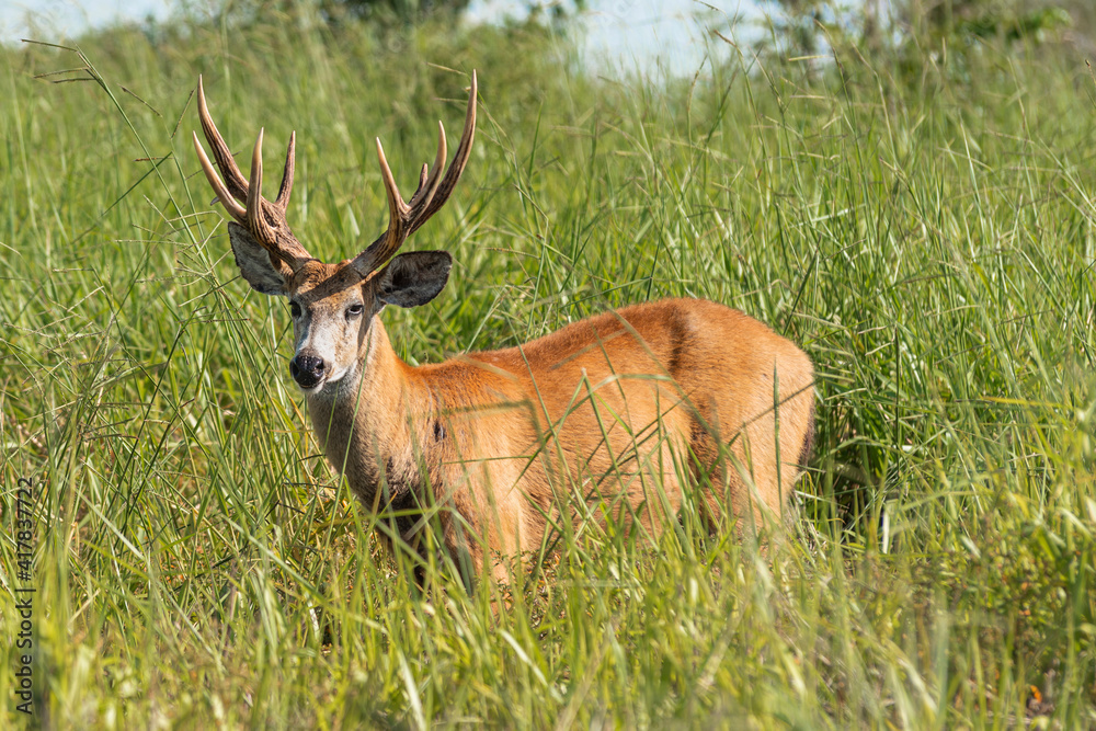 Marsh deer adult male with horns, grazing in green field with tall grass Marsh deer adult male with horns, grazing in green field with tall grass