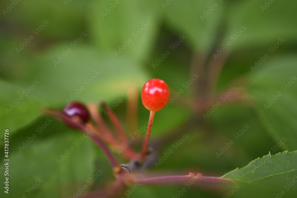 Fototapeta premium さくらの実