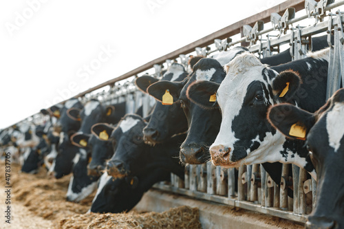 Foto Cows standing in a stall and eating hay