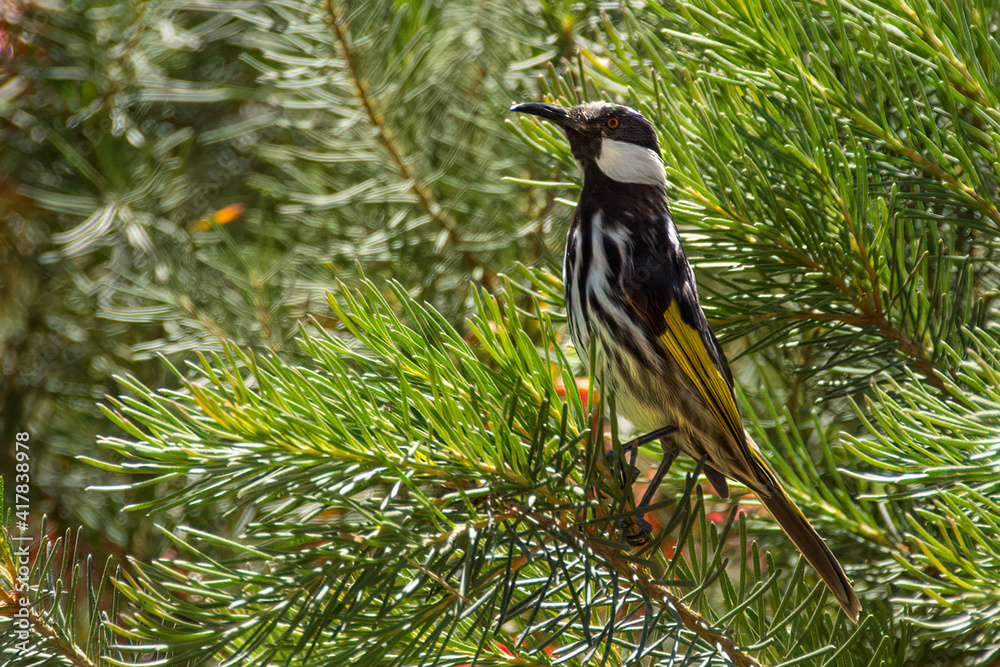 White-cheeked Honeyeater ~ White-cheeked Honeyeater appears similar to the New Holland Honeyeater, with which its range overlaps in south-eastern Queensland, eastern New South Wales and south-western