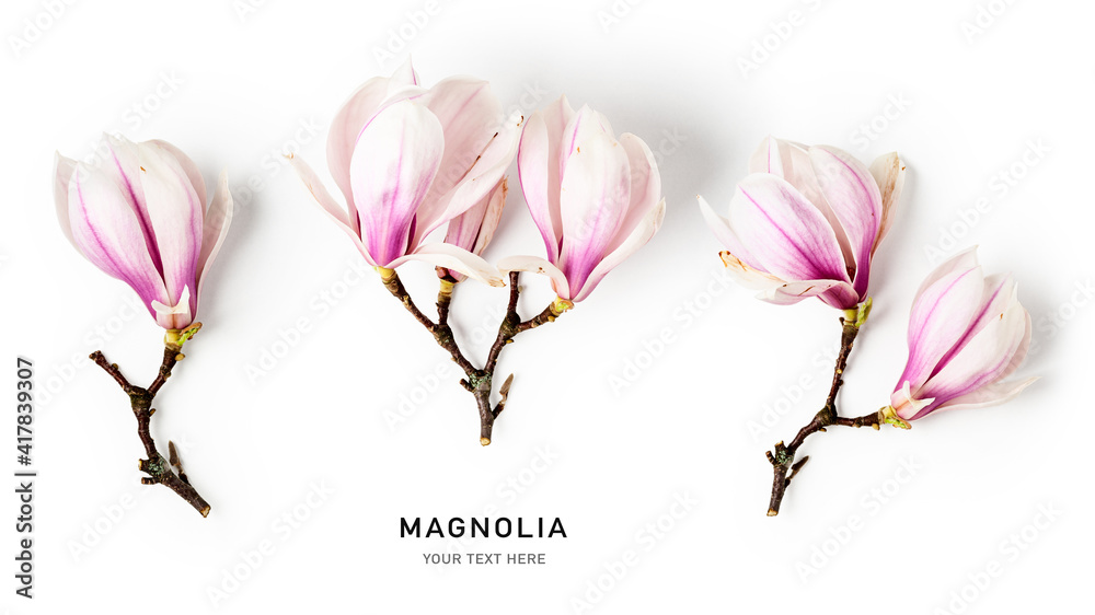 Magnolia blossom, creative banner with beautiful spring flowers