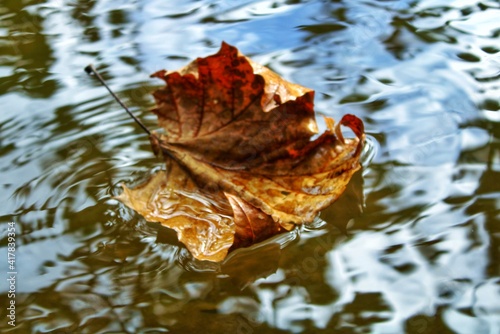 leaves on water