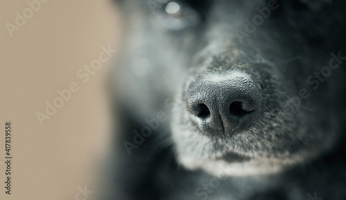 犬の鼻クローズアップ写真