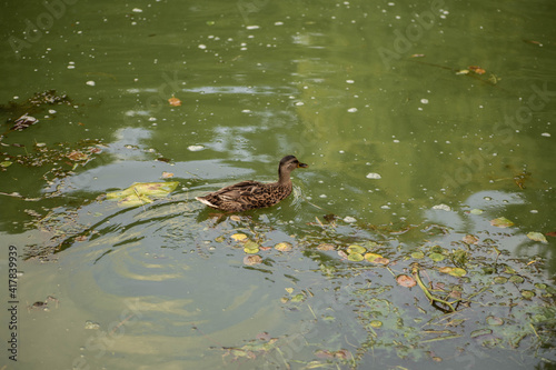 Wild duck swimming on a blooming green water. Ducks in a green pond background. Minsk, Belarus. © ale_koziura