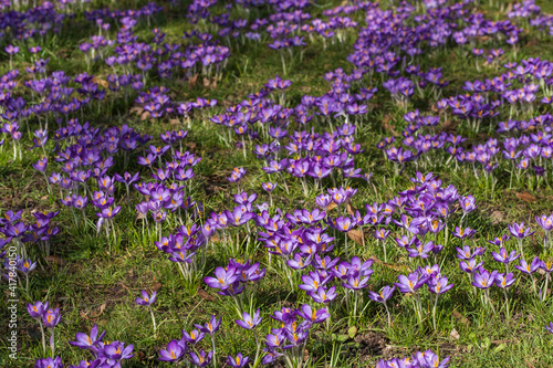 A variety of purple blooming crocuses in the park on a sunny spring day