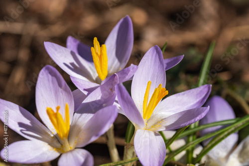 Close up of the first harbingers of spring  a purple crocus in bloom in the park on a sunny spring day