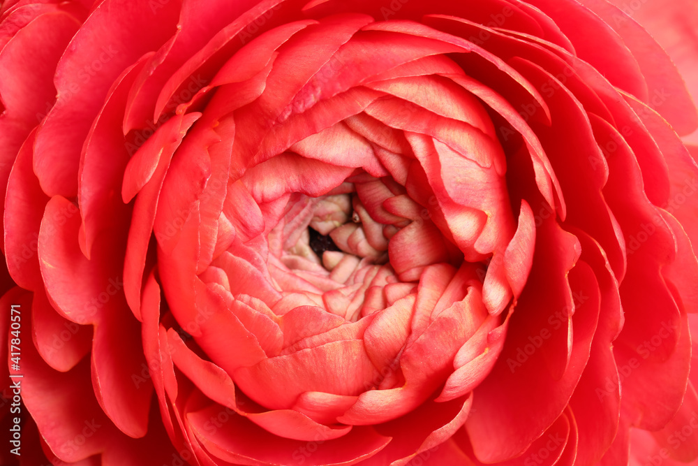 Closeup view of beautiful delicate ranunculus flower Closeup view of beautiful delicate ranunculus flower