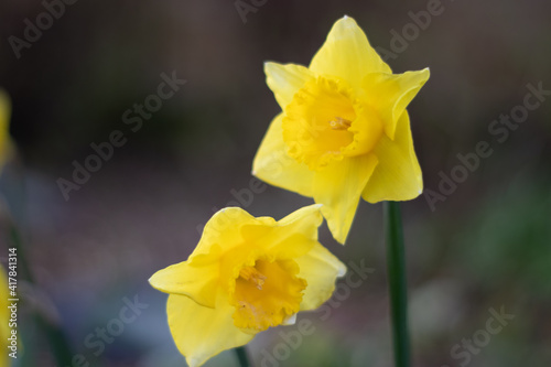 yellow daffodil flowers