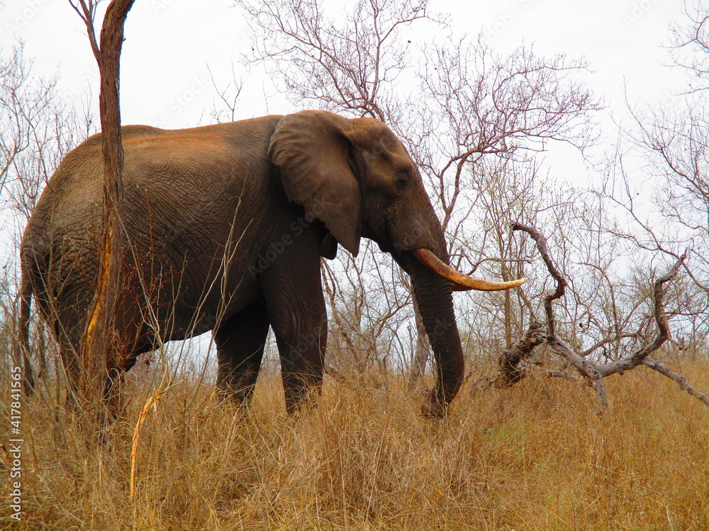Naklejka premium elefante / elephant