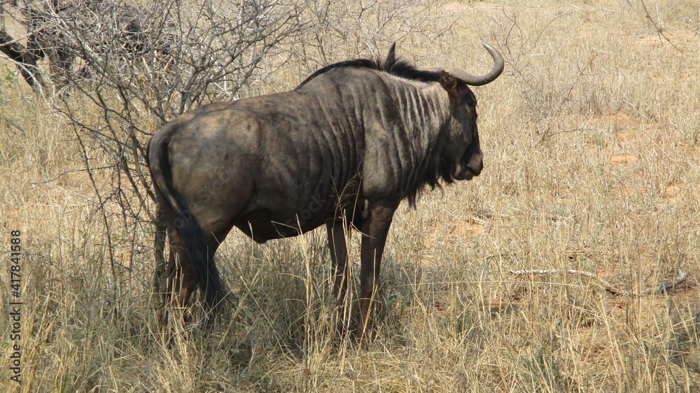 búfalo / buffalo búfalo / buffalo