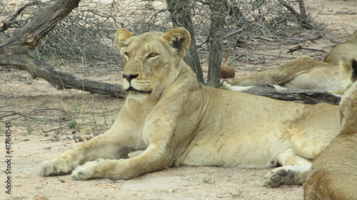 leona   lioness