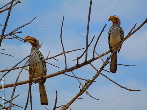 Tockus erythrorhynchus photo