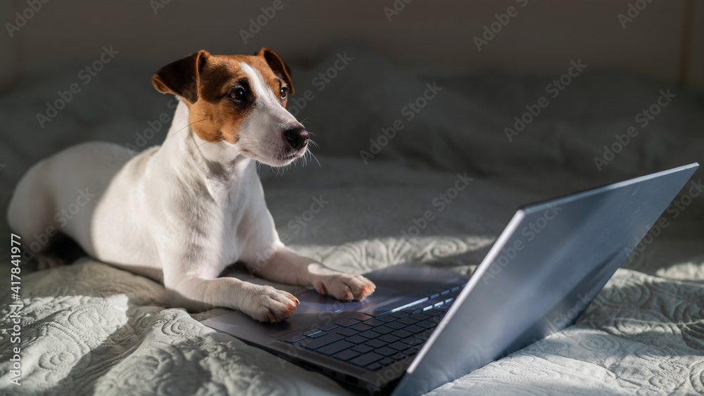 Smart dog jack russell terrier lies on the bed by the laptop.