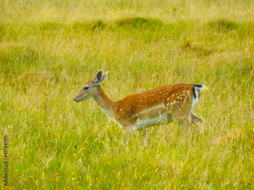 Fototapeta Naklejka Na Ścianę i Meble -  Roe deer is walking on a grassy meadow