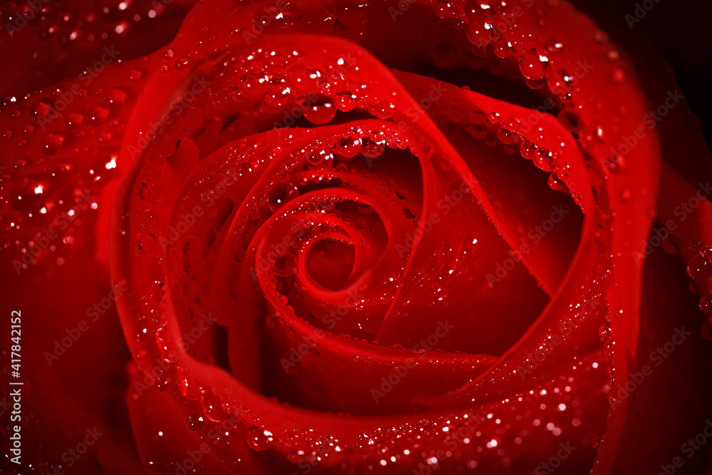 Naklejka premium Closeup view of beautiful blooming red rose with dew drops as background