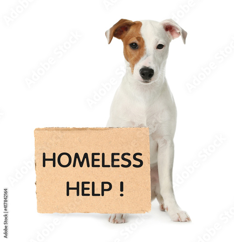 Cute Jack Russel Terrier and piece of cardboad with text Homeless Help on white background. Lonely pet