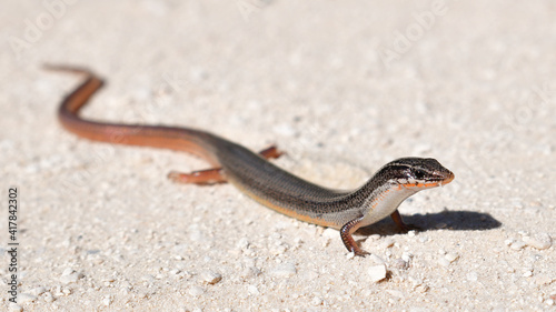 peninsula mole skink lizard with head up crossing sandy dirt road in central florida
