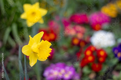 yellow daffodils in spring