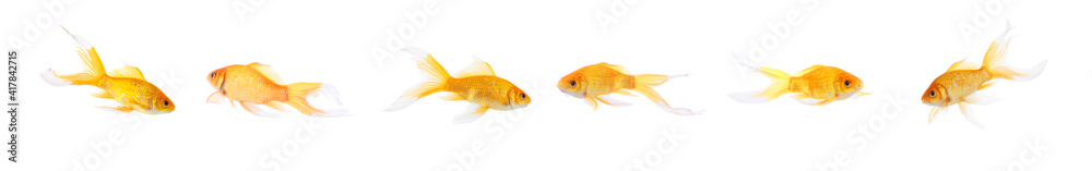Beautiful bright small goldfish on white background, collage. Banner design Beautiful bright small goldfish on white background, collage. Banner design