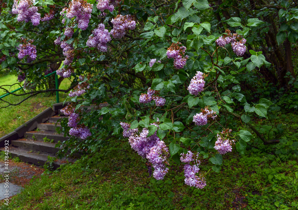 Lilac bushes on a rainy day in a spring park Lilac bushes on a rainy day in a spring park