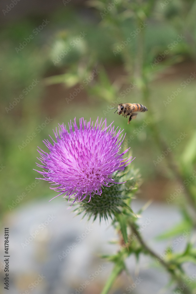 bee collecting pollen
