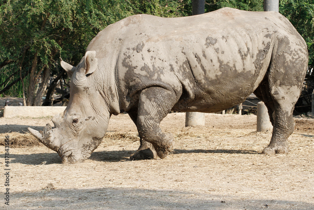 The white rhino is mammal and wildlife in garden The white rhino is mammal and wildlife in garden