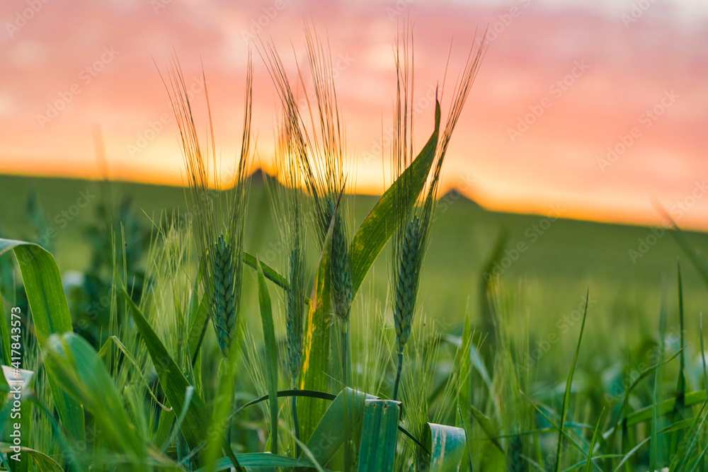 Fototapeta premium field under sunset