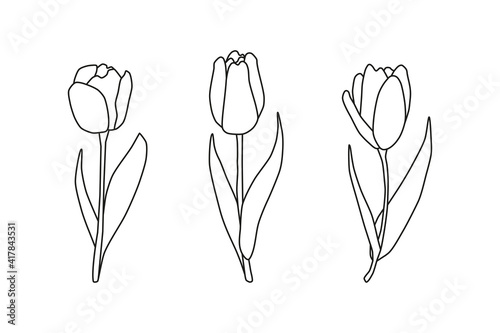 Beautiful hand drawn outline spring tulip flowers isolated on white background. Seasonal floral illustration. Black contour silhouettes.