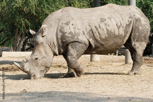 The white rhino is mammal and wildlife in garden © pumppump