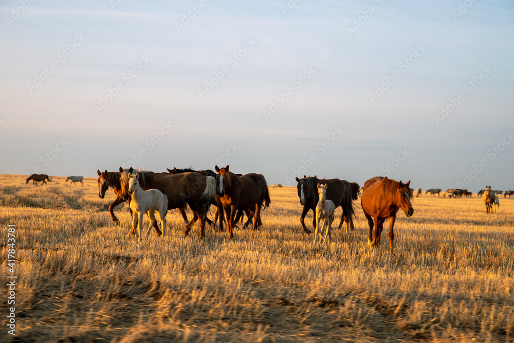 Herd of horses in Kazakh steppe at sunset time. Herd of horses in Kazakh steppe at sunset time.