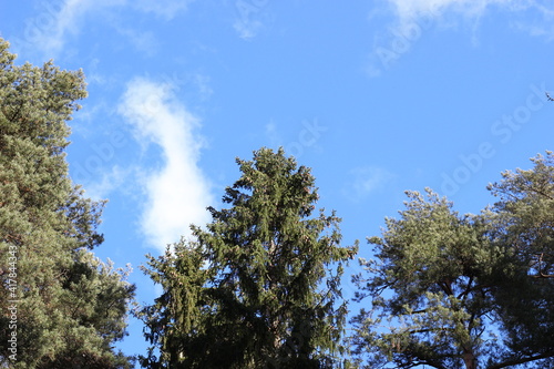 Fir and pine trees tops on blue sky with white cloude in sunny day