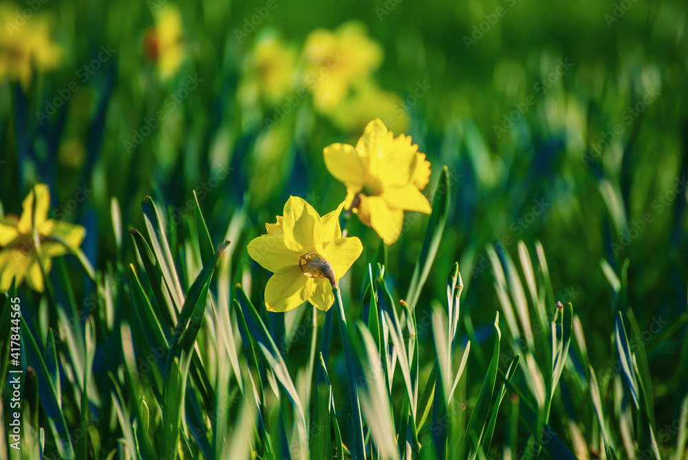 Beautiful yellow daffodils