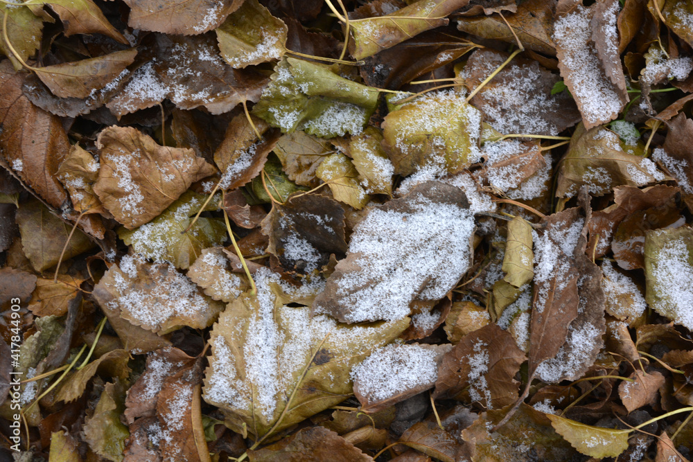 Green yellow leaves fallen from trees and covered with a small thin layer of the first snow. 