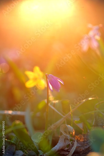 Beautiful snowdrop flower. Macro.close-up, selective focus, blurred background © AlexLit